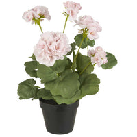 Ib Laursen Rosa Pelaronie i pot H36cm