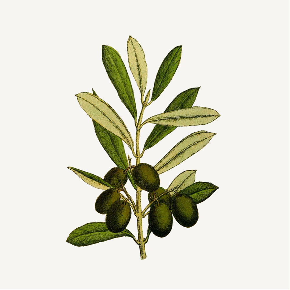 Panier Des Sens Marseille Sæbe Precious Jasmin 500ml