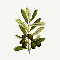 Panier Des Sens Marseille Sæbe Precious Jasmin 500ml