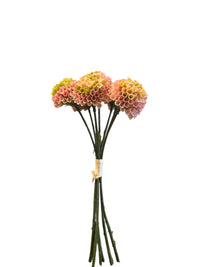 Barbara Dahlia sart rosa bundt 26cm