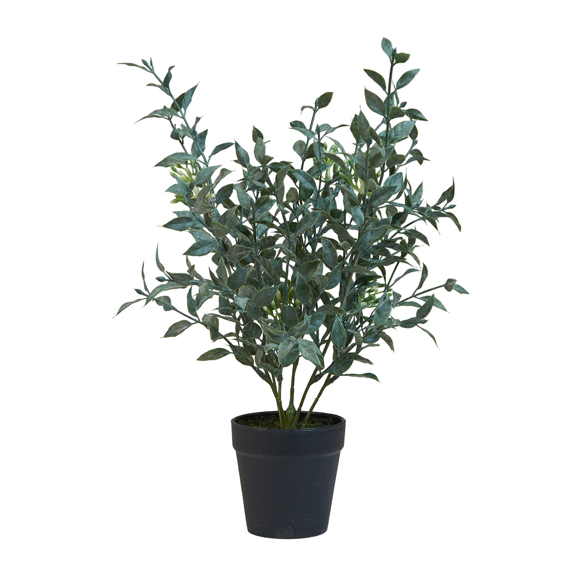 Speedtsberg Plante i potte 40cm