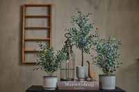 Speedtsberg Plante i potte 40cm