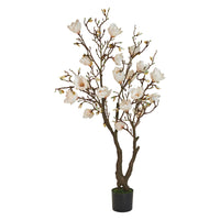 Speedtsberg Magnolia træ 150cm