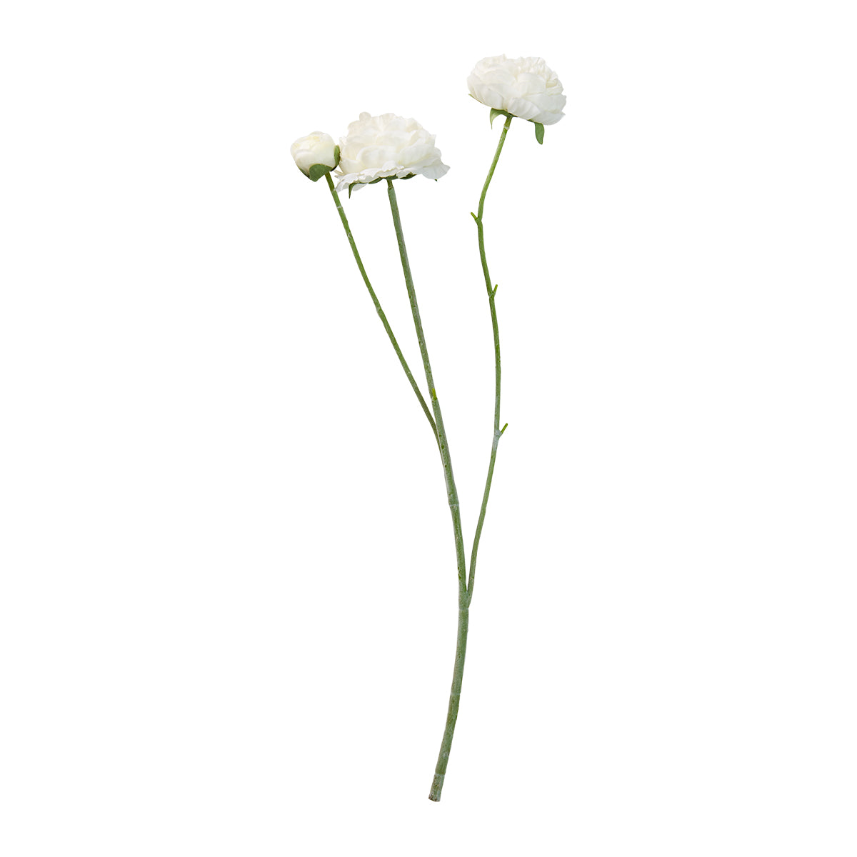Speedtsberg Ranunkel stilk 48cm