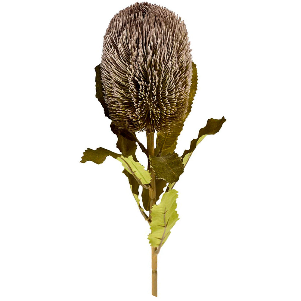 2Have Silkeblomst Banktia Grå H65cm