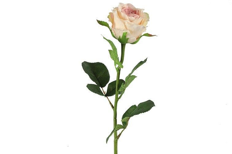 Barbara Rose stilk creme-rosa 70cm