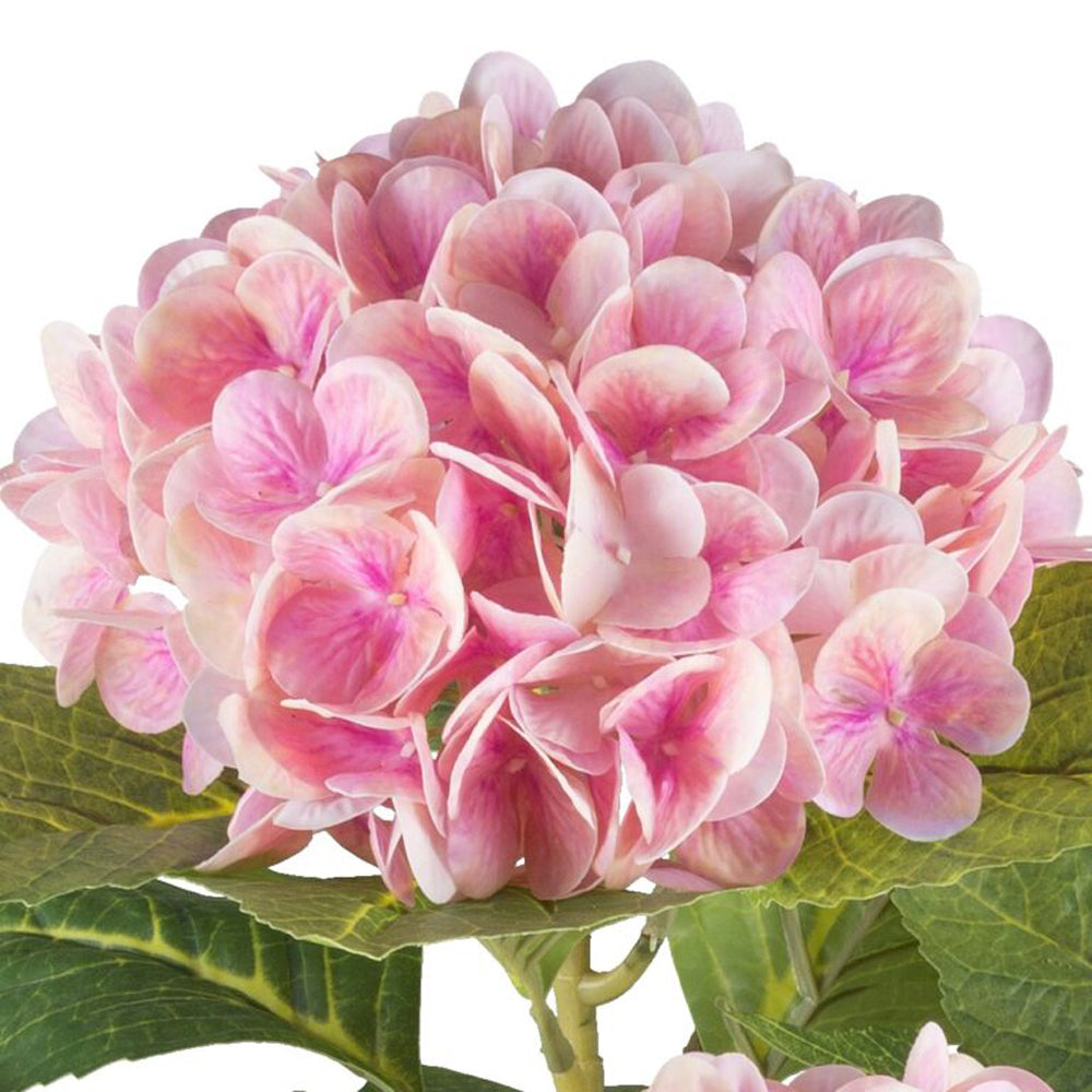 Barbara Hortensia i potte 85cm Rosa real touch