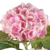 Barbara Hortensia i potte 85cm Rosa real touch
