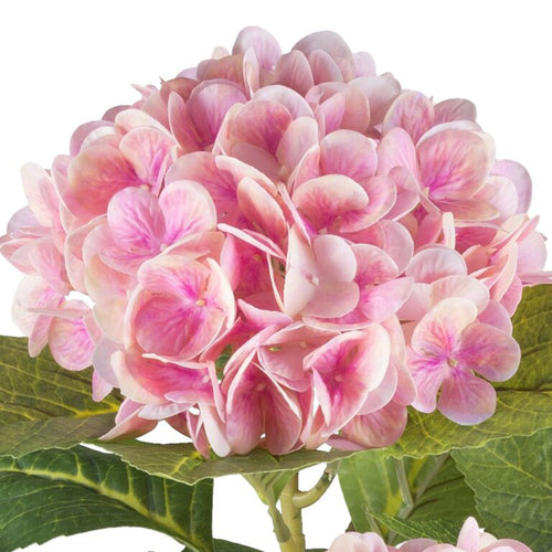 Barbara Hortensia i potte 85cm Rosa real touch