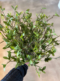 Barbara Betula bundt a 3 stk 56cm