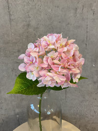 Barbara Hortensia stilk Rosa 40cm