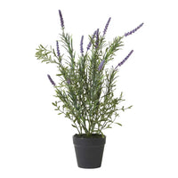Speedtsberg Lavendel i potte H41cm