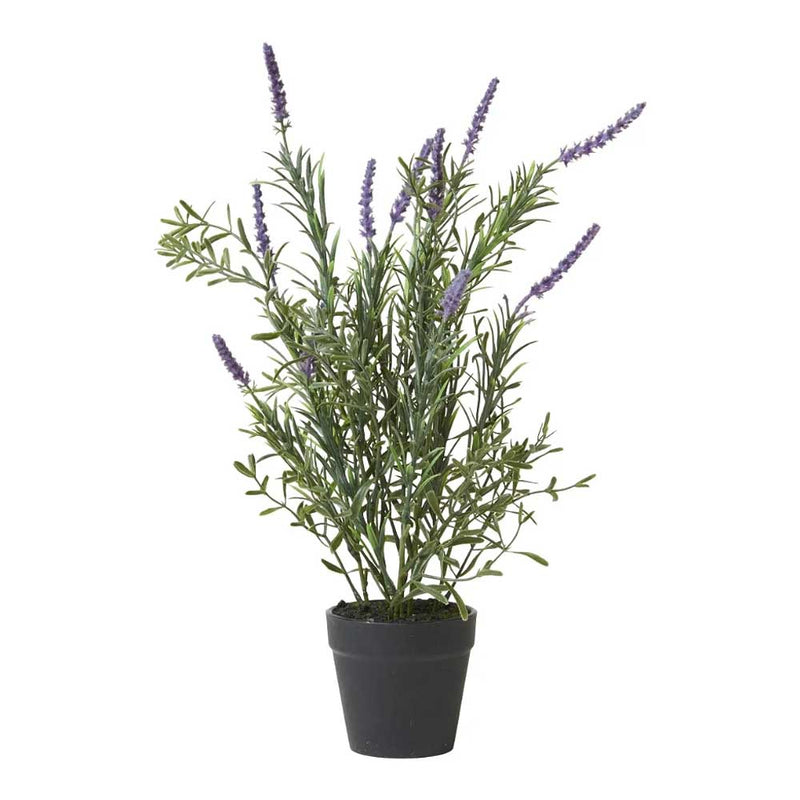Speedtsberg Lavendel i potte H41cm