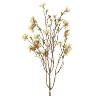Barbara Helleborus Bundt m/2stk Grøn H75cm