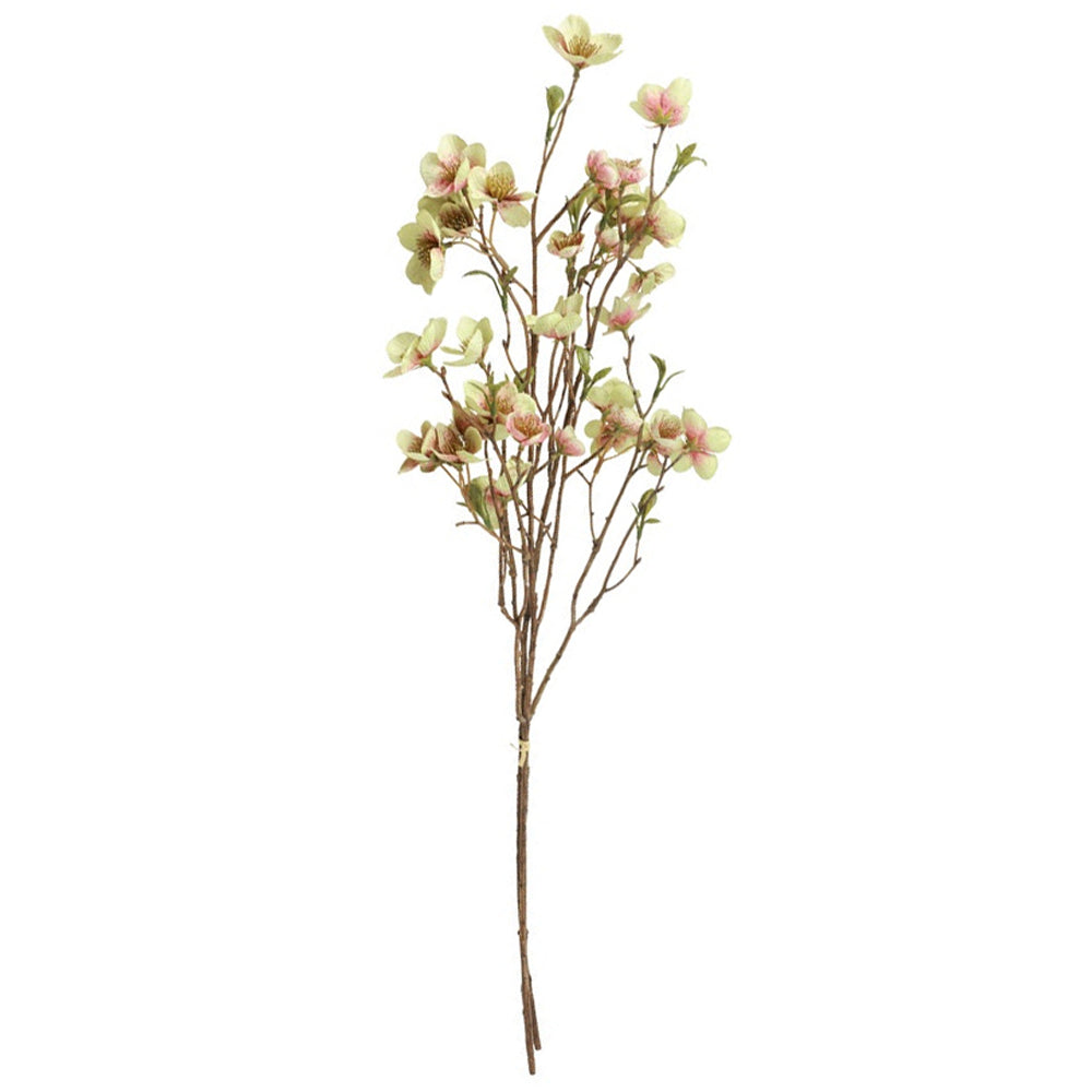 Barbara Helleborus Bundt m/2stk Grøn H75cm