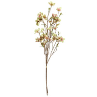 Barbara Helleborus Bundt m/2stk Grøn H75cm