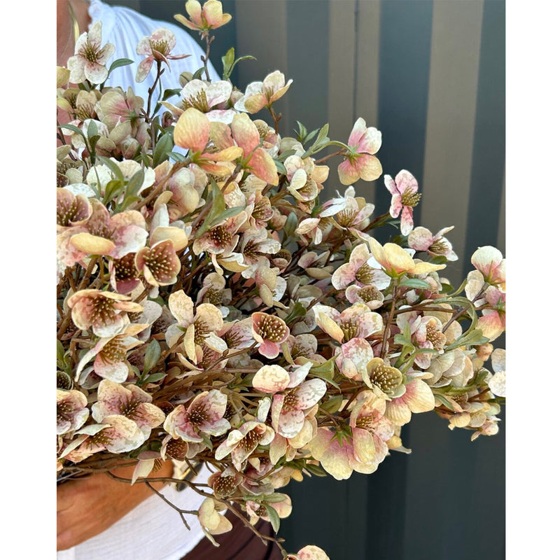 Barbara Helleborus Bundt m/2stk Grøn H75cm