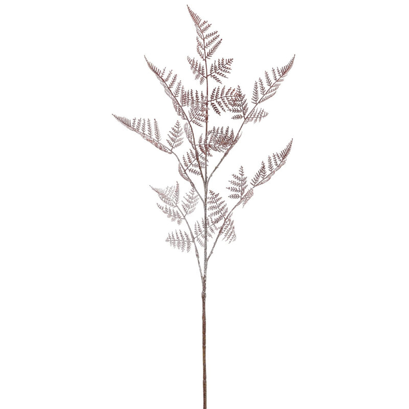 Barbara Asparagus Lys Bordeaux H90cm