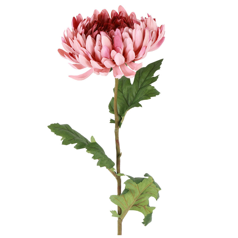 Barbara Chrysanthemum Rosa H76cm