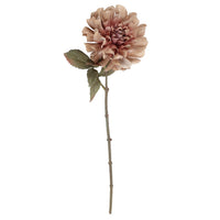 Barbara Dahlia Sand H57cm