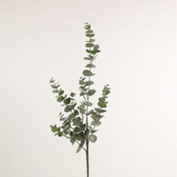 Barbara Eucalyptus Gren Natur H75cm