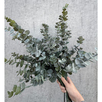 Barbara Eucalyptus Gren Natur H75cm