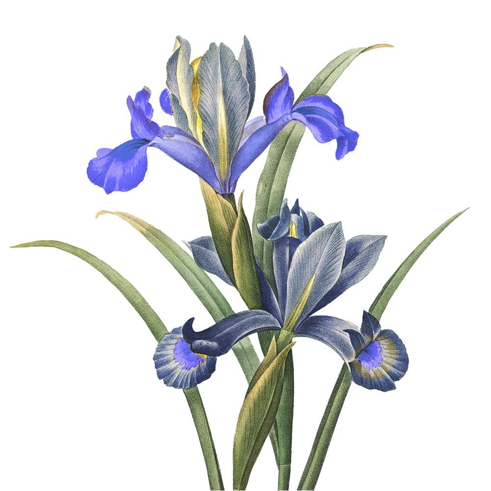 Panier Des Sens Body Lotion Blooming Iris 250ml