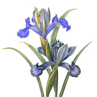 Panier Des Sens Shower Gel Blooming Iris 250ml