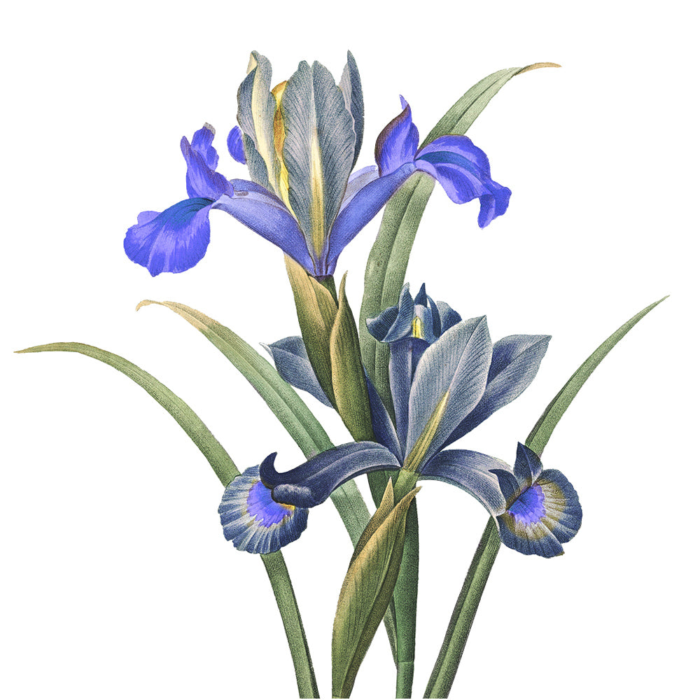 Panier Des Sens Marseille Sæbe Blooming Iris 500ml