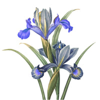 Panier Des Sens Håndcreme Blooming Iris 75ml