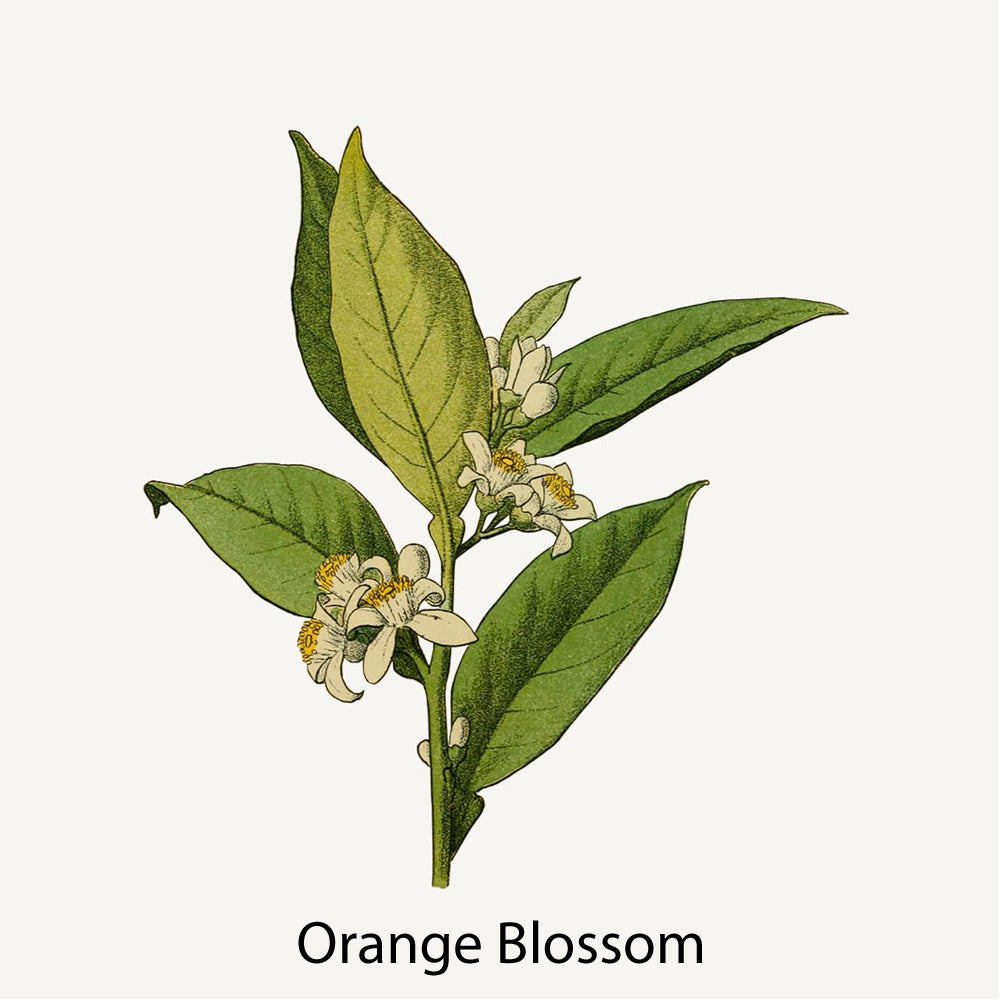 Panier Des Sens Orange Blossom Shower Gel 250ml