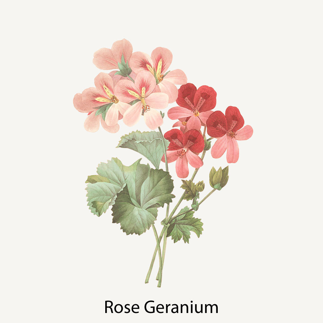 Panier Des Sens Rose Geranium Shower Gel 250ml