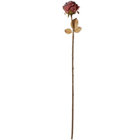 Speedtsberg Rose Stilk Plastik Bordeaux 75cm