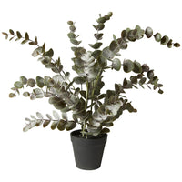 Speedtsberg Eucalyptus Plante H54cm