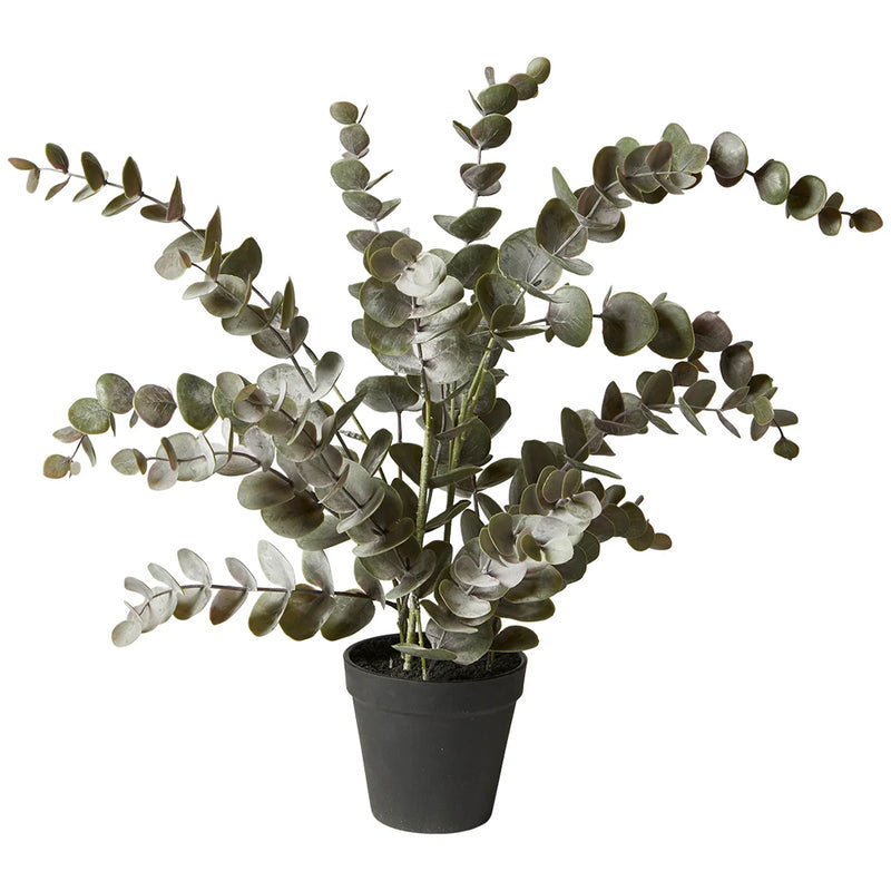 Speedtsberg Eucalyptus Plante H54cm