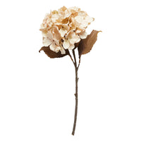 Speedtsberg Hortensia Stilk Beige H48cm