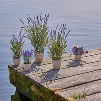 Speedtsberg Kunstig Lavendel i Potte Lilla Plastik H43cm