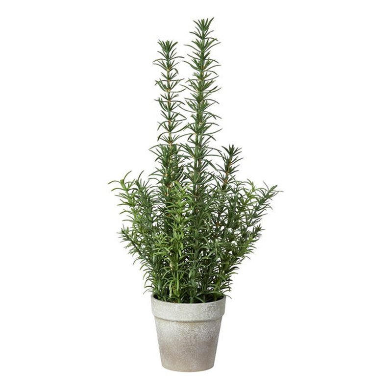 Speedtsberg Rosmarin i Potte 23x41cm Grøn Plastik
