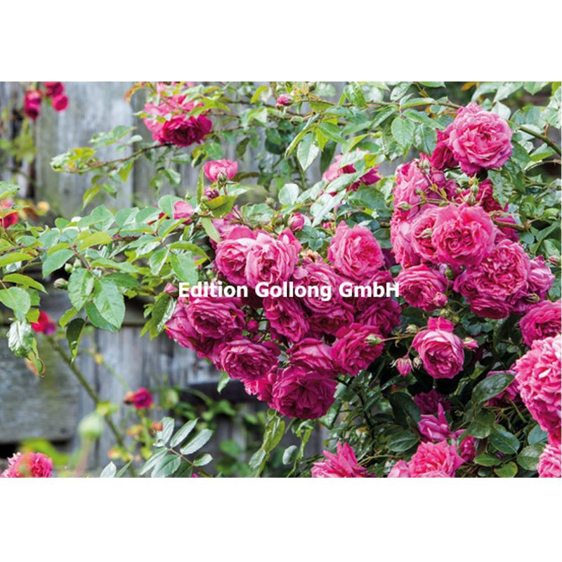 postkort med kuvert 1-6061 - postkort med blomster