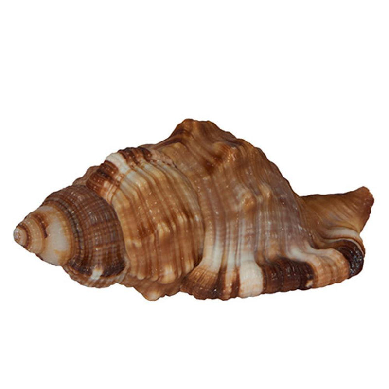Muslinge skal brun hvid mønstret 5,5x3cm